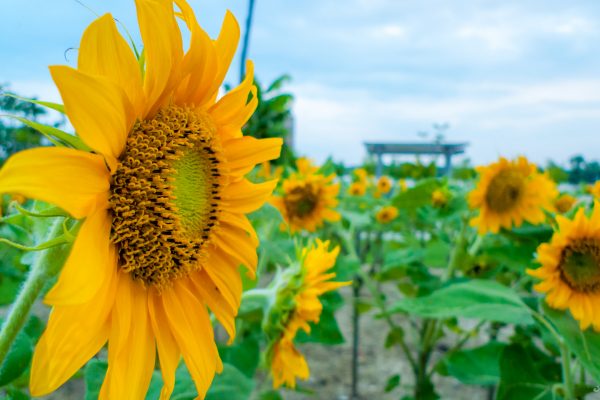 2010 with LX3 – Sunflower at Westlake Garden